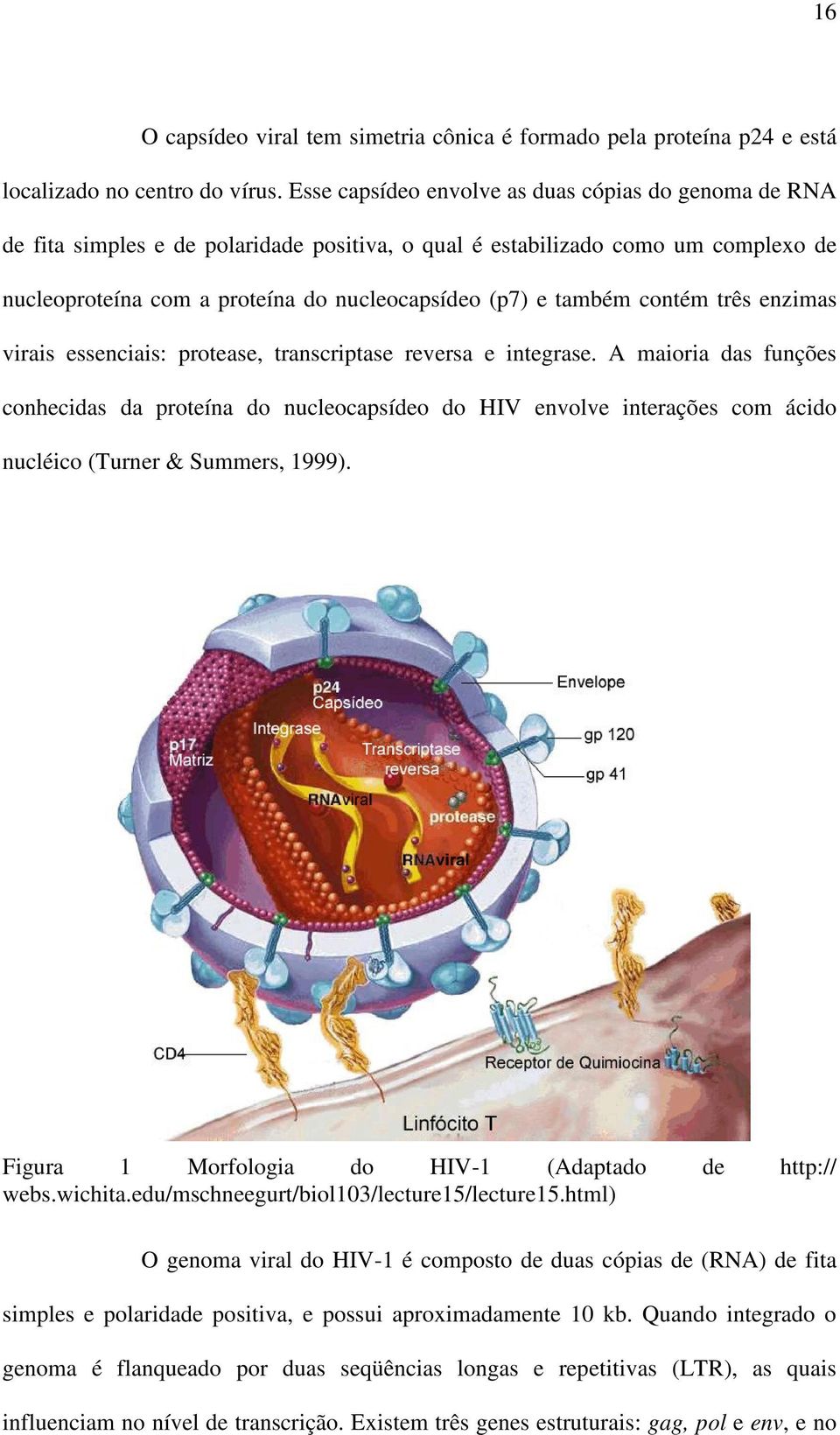 contém três enzimas virais essenciais: protease, transcriptase reversa e integrase.