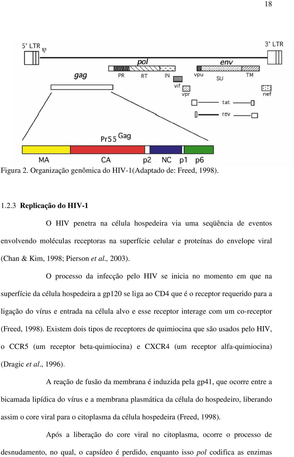 3 Replicação do HIV-1 O HIV penetra na célula hospedeira via uma seqüência de eventos envolvendo moléculas receptoras na superfície celular e proteínas do envelope viral (Chan & Kim, 1998; Pierson et