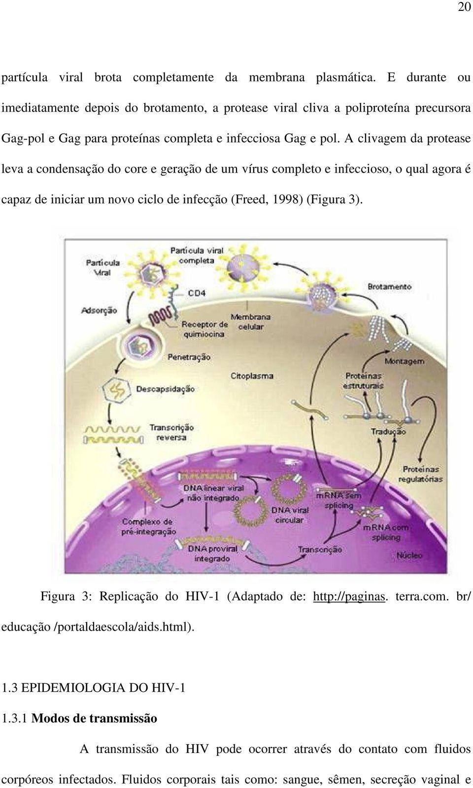 A clivagem da protease leva a condensação do core e geração de um vírus completo e infeccioso, o qual agora é capaz de iniciar um novo ciclo de infecção (Freed, 1998) (Figura 3).