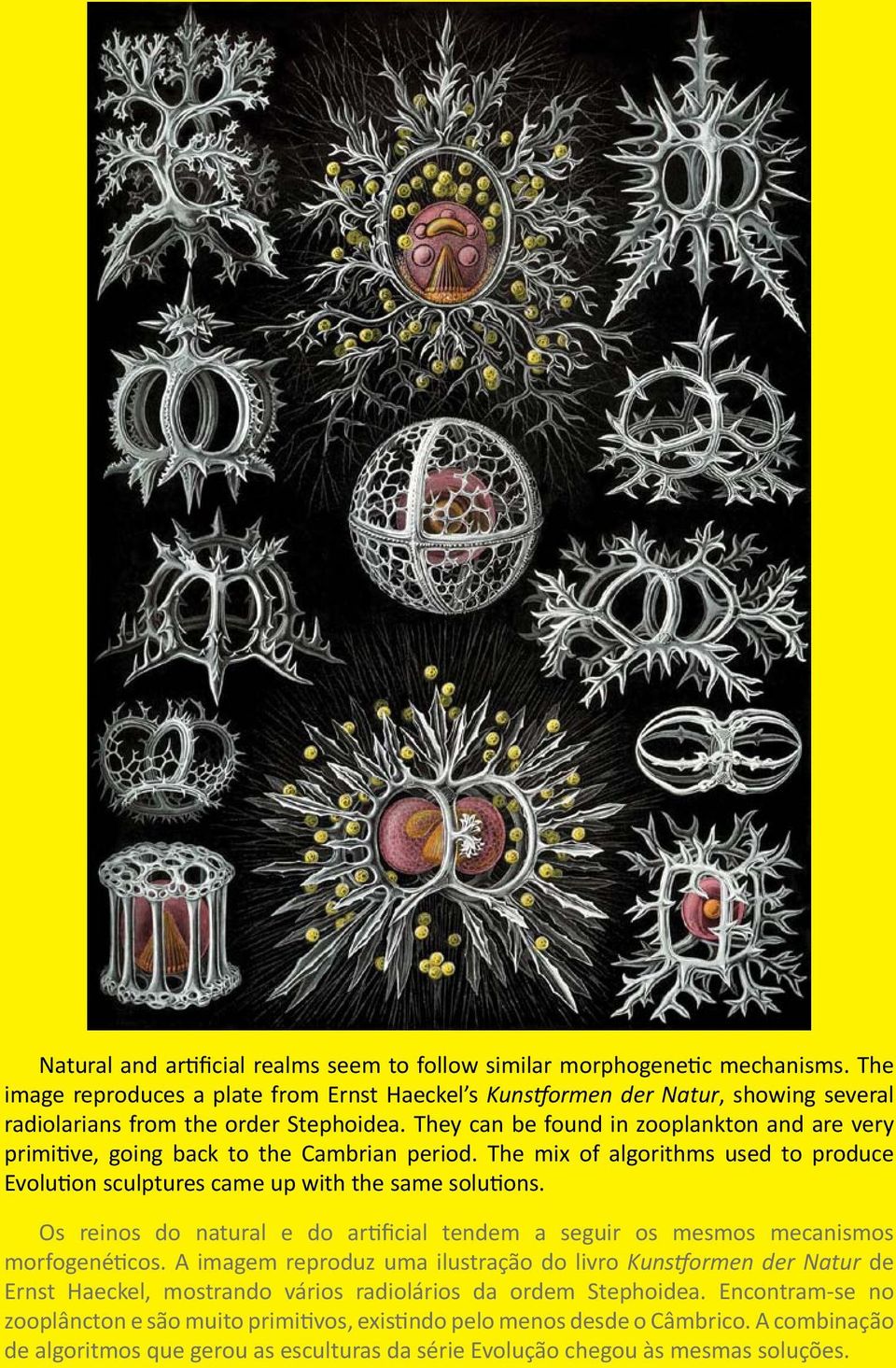 They can be found in zooplankton and are very primitive, going back to the Cambrian period. The mix of algorithms used to produce Evolution sculptures came up with the same solutions.