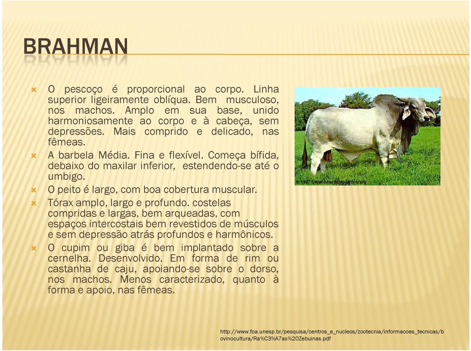 Tórax amplo, largo e profundo. costelas compridas e largas, bem arqueadas, com espaços intercostais bem revestidos de músculos e sem depressão atrás profundos e harmônicos.