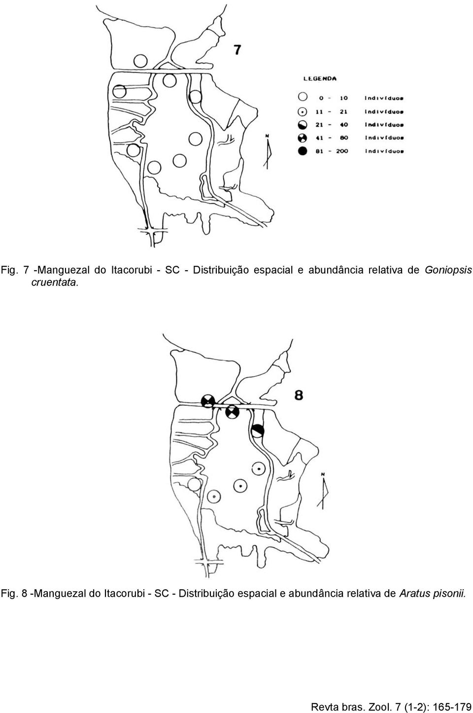 cruentata. Fig.