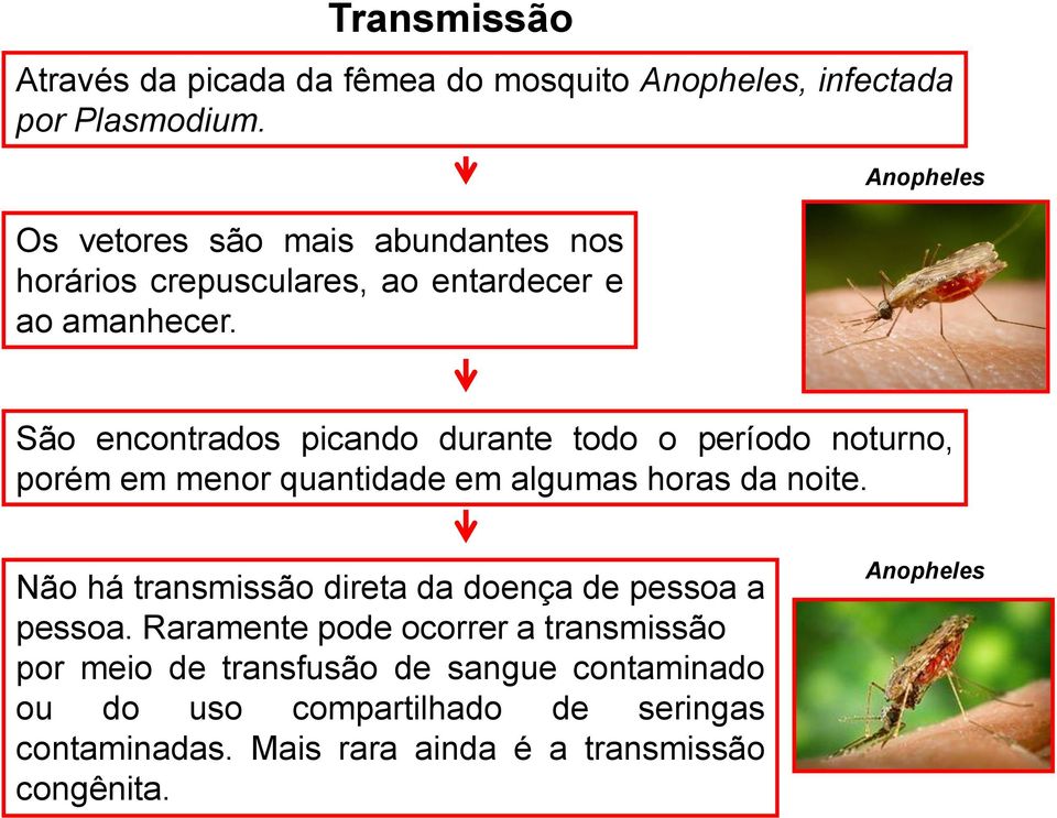 Anopheles São encontrados picando durante todo o período noturno, porém em menor quantidade em algumas horas da noite.