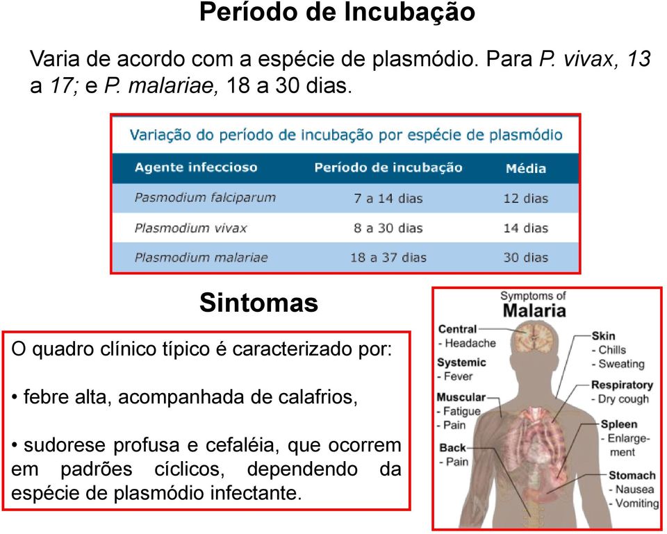 Sintomas O quadro clínico típico é caracterizado por: febre alta, acompanhada