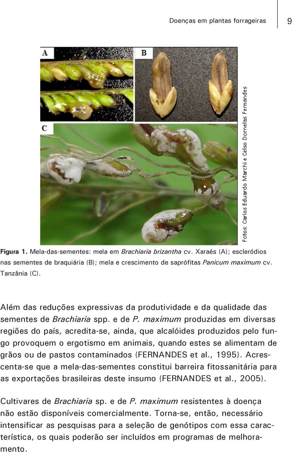 Além das reduções expressivas da produtividade e da qualidade das sementes de Brachiaria spp. e de P.