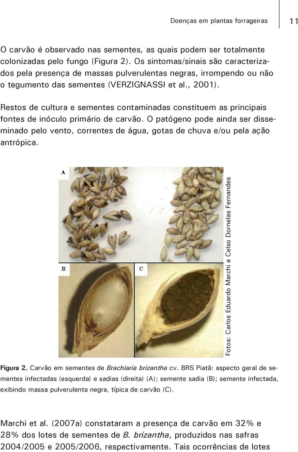 Restos de cultura e sementes contaminadas constituem as principais fontes de inóculo primário de carvão.