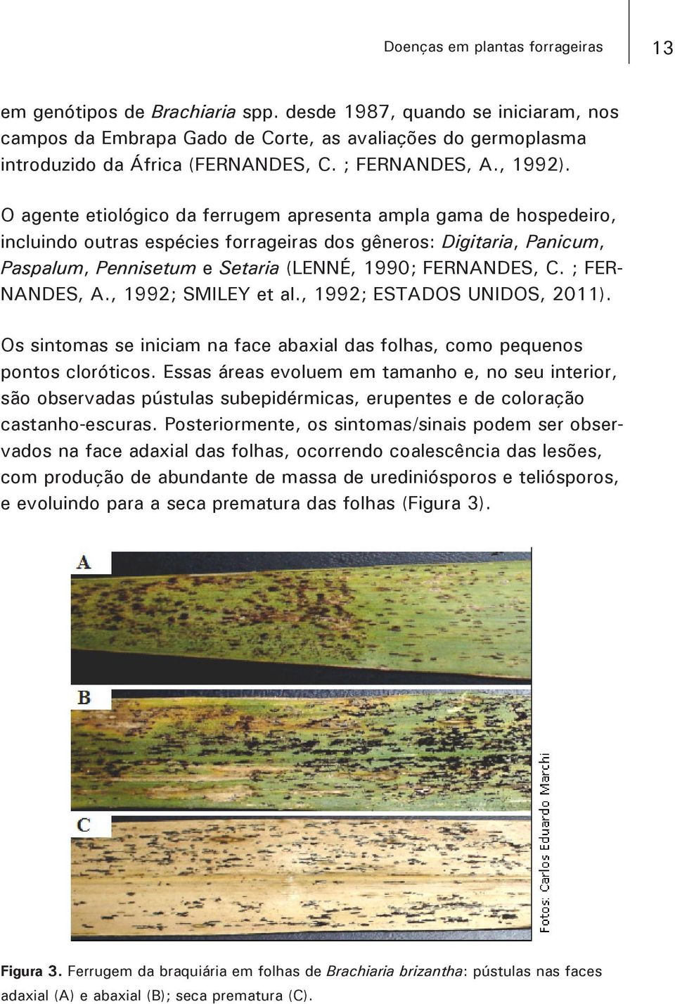 O agente etiológico da ferrugem apresenta ampla gama de hospedeiro, incluindo outras espécies forrageiras dos gêneros: Digitaria, Panicum, Paspalum, Pennisetum e Setaria (LENNÉ, 1990; FERNANDES, C.