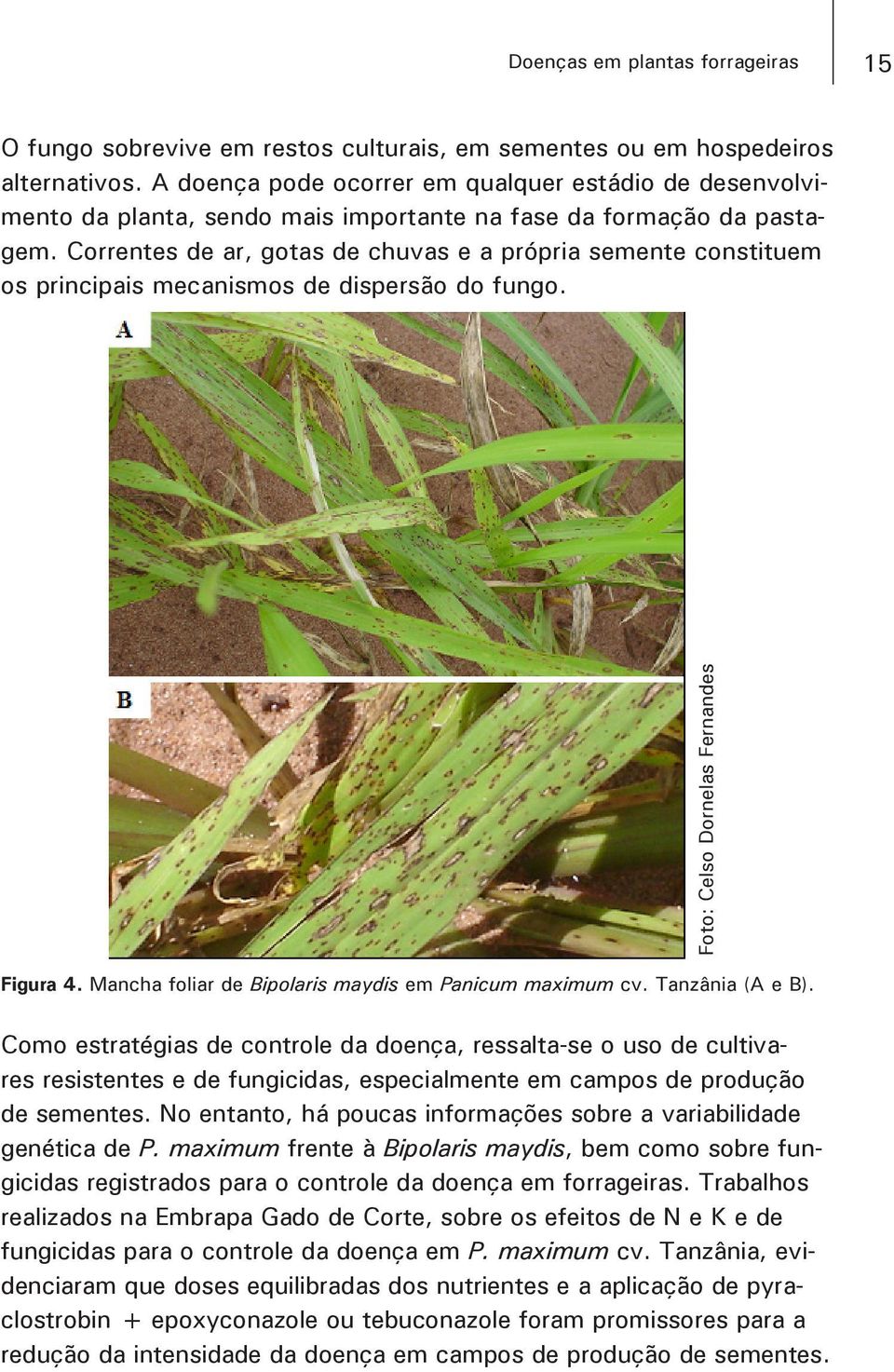 Correntes de ar, gotas de chuvas e a própria semente constituem os principais mecanismos de dispersão do fungo. Foto: Celso Dornelas Fernandes Figura 4.