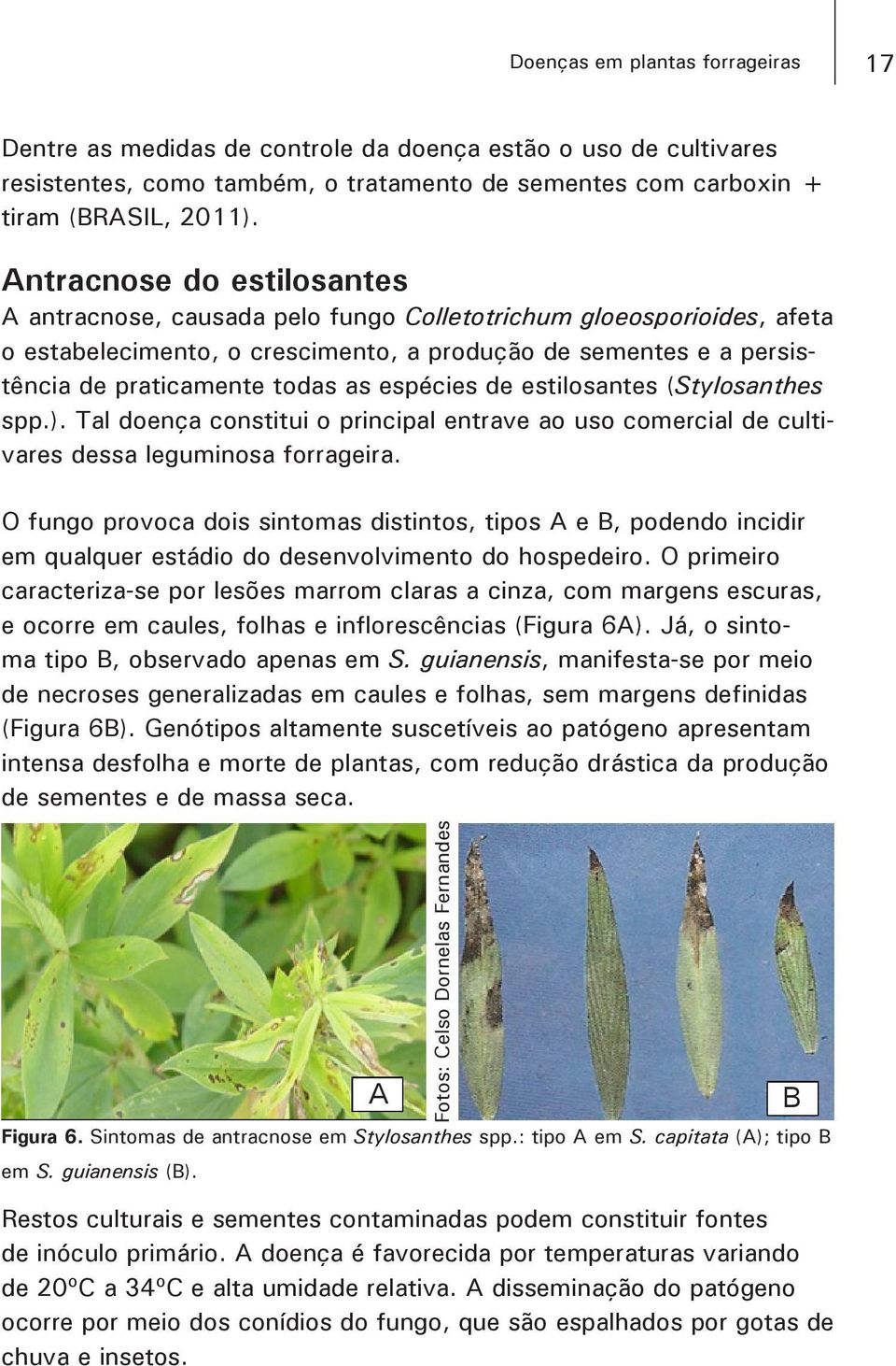 espécies de estilosantes (Stylosanthes spp.). Tal doença constitui o principal entrave ao uso comercial de cultivares dessa leguminosa forrageira.