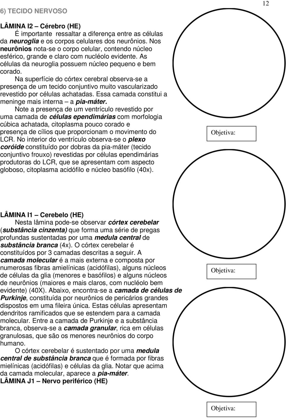 Na superfície do córtex cerebral observa-se a presença de um tecido conjuntivo muito vascularizado revestido por células achatadas. Essa camada constitui a meninge mais interna a pia-máter.