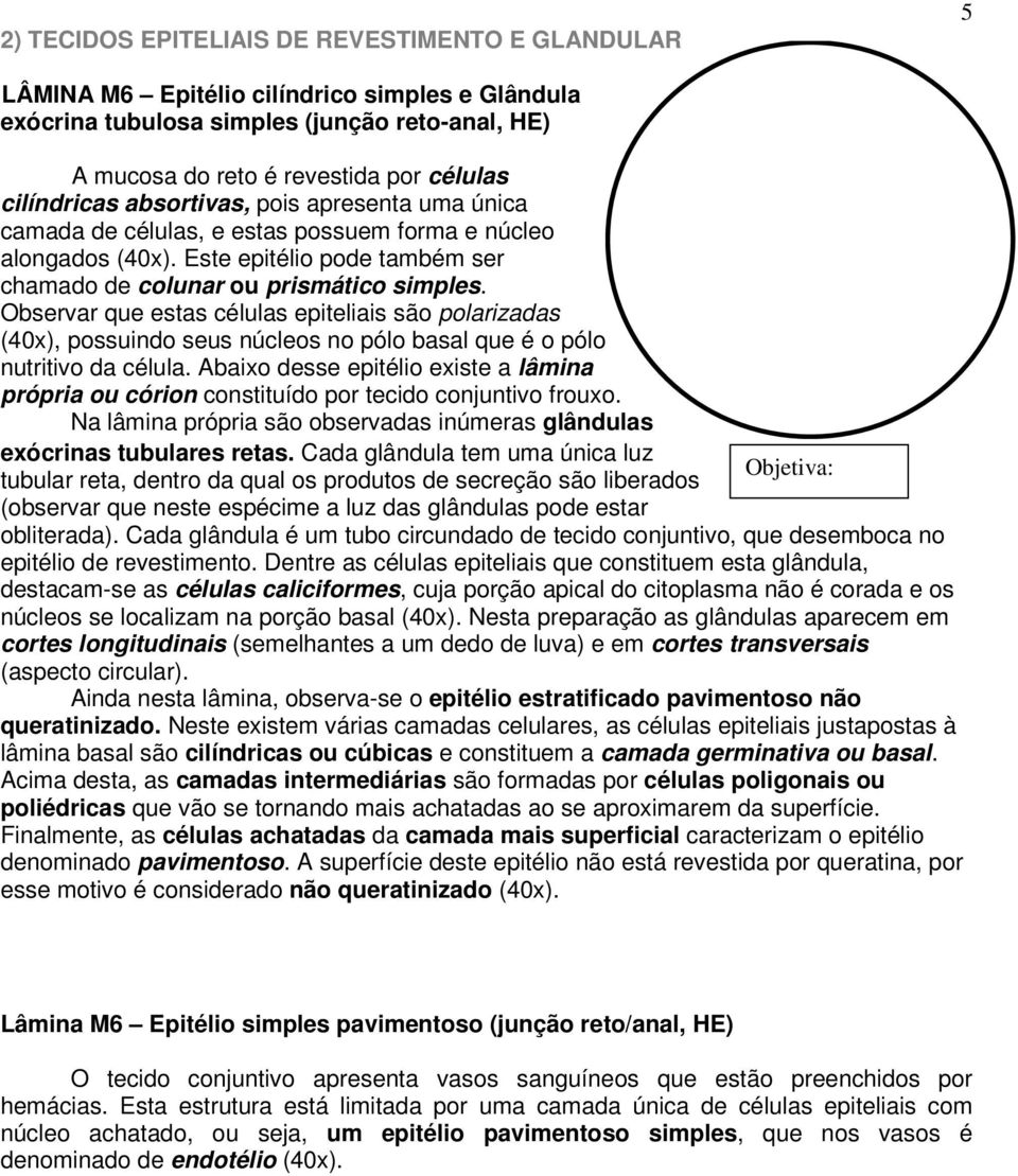 Observar que estas células epiteliais são polarizadas (40x), possuindo seus núcleos no pólo basal que é o pólo nutritivo da célula.