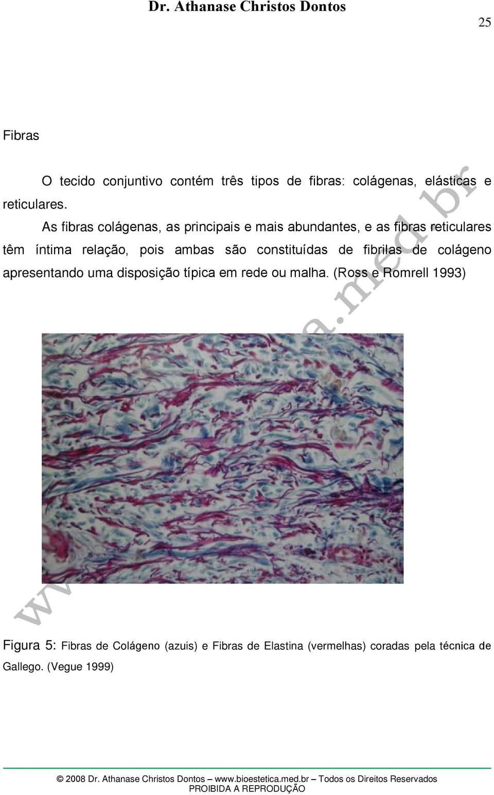 são constituídas de fibrilas de colágeno apresentando uma disposição típica em rede ou malha.