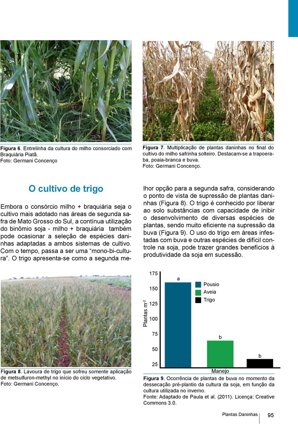 O cultivo de trigo Embora o consórcio milho + braquiária seja o cultivo mais adotado nas áreas de segunda safra de Mato Grosso do Sul, a contínua utilização do binômio soja milho + braquiária também