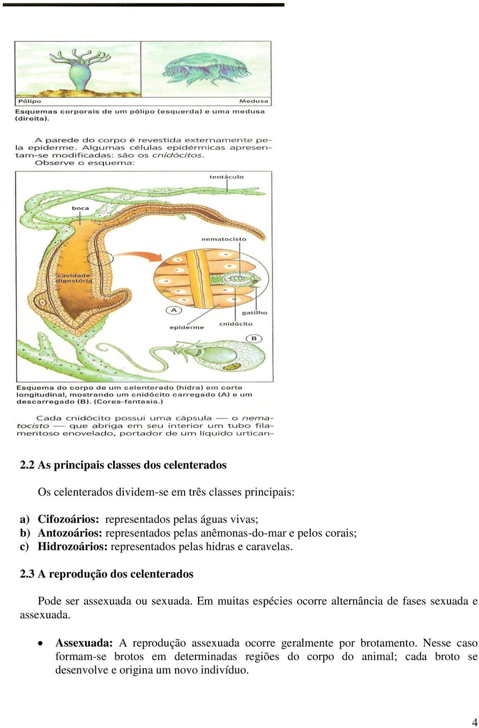 3 A reprodução dos celenterados Pode ser assexuada ou sexuada. Em muitas espécies ocorre alternância de fases sexuada e assexuada.