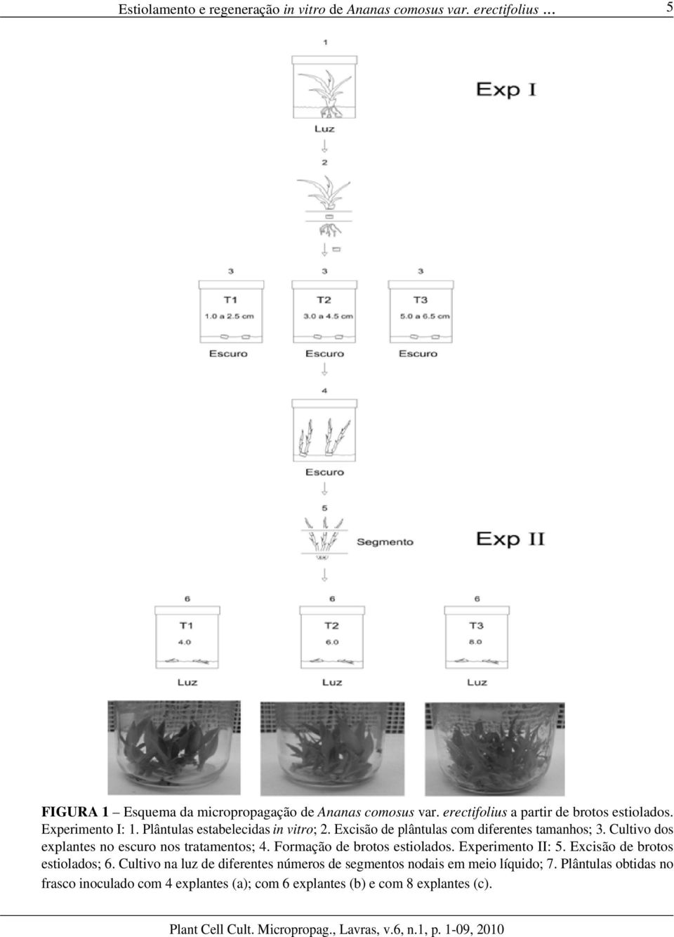 Cultivo dos explantes no escuro nos tratamentos; 4. Formação de brotos estiolados. Experimento II: 5. Excisão de brotos estiolados; 6.