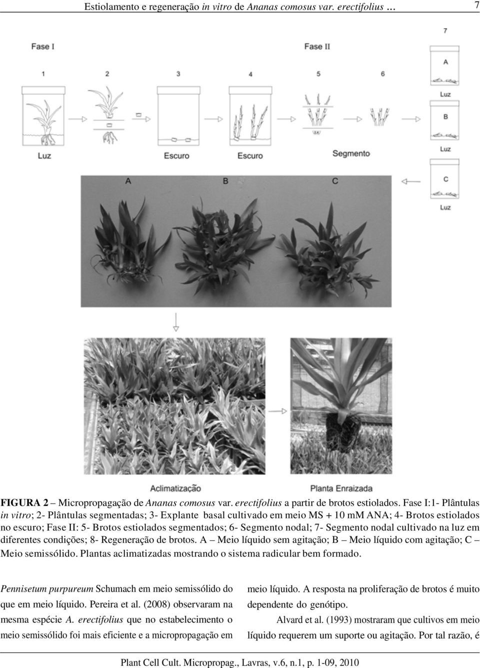 nodal; 7- Segmento nodal cultivado na luz em diferentes condições; 8- Regeneração de brotos. A Meio líquido sem agitação; B Meio líquido com agitação; C Meio semissólido.