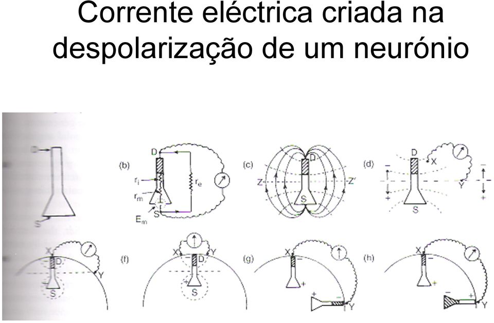 criada na