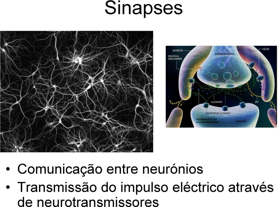 Transmissão do impulso