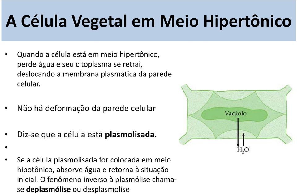 Não há deformação da parede celular Diz-se que a célula está plasmolisada.