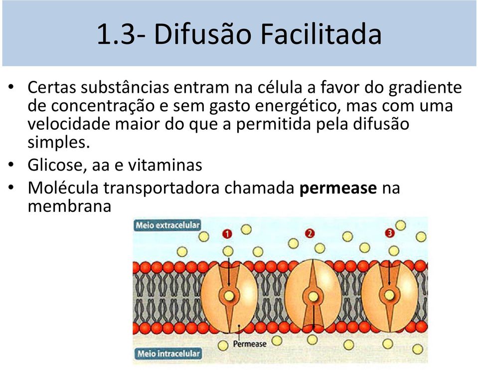 velocidade maior do que a permitida pela difusão simples.