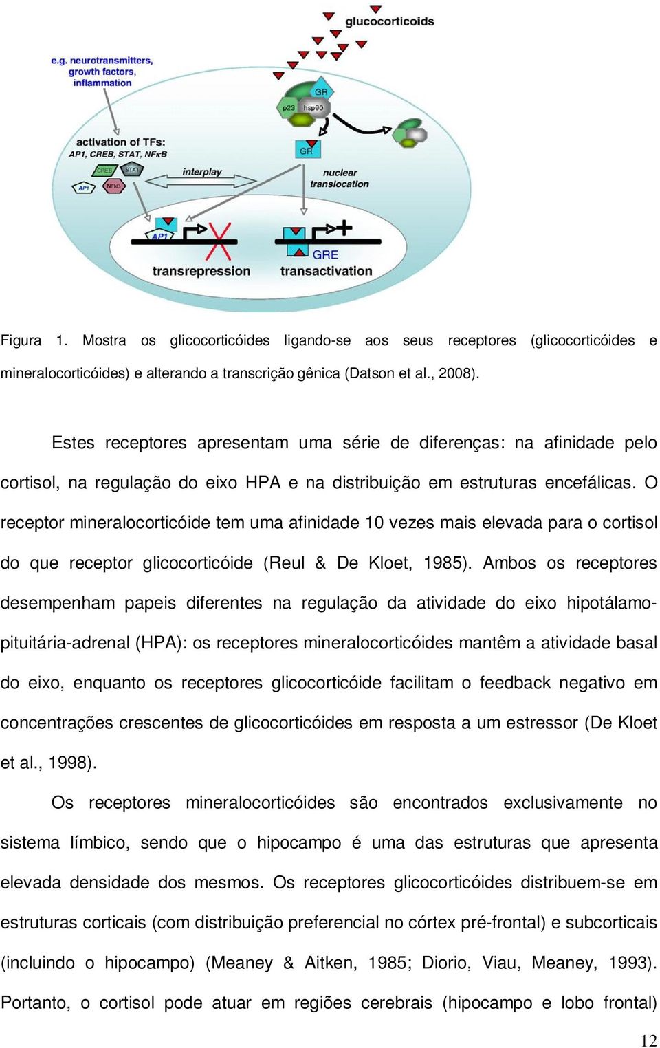 O receptor mineralocorticóide tem uma afinidade 10 vezes mais elevada para o cortisol do que receptor glicocorticóide (Reul & De Kloet, 1985).