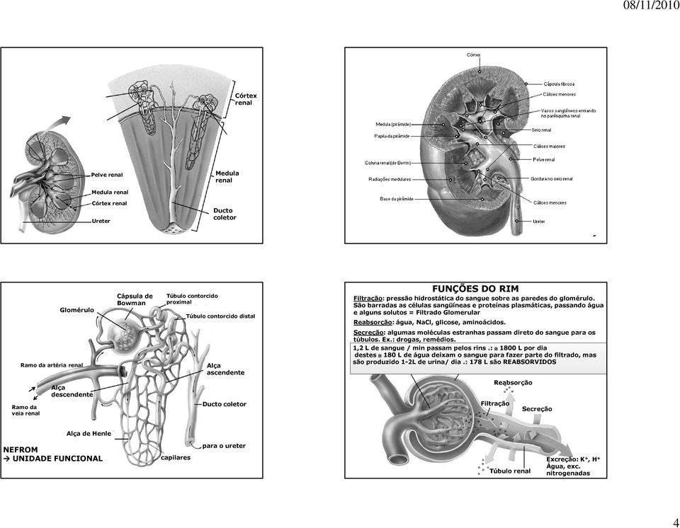 São barradas as células sangüíneas e proteínas plasmáticas, passando água e alguns solutos = Filtrado Glomerular Reabsorção: água, NaCl, glicose, aminoácidos.