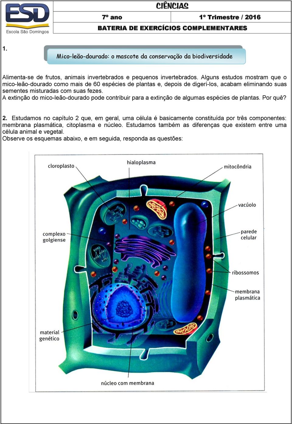 Alguns estudos mostram que o mico-leão-dourado como mais de 60 espécies de plantas e, depois de digerí-los, acabam eliminando suas sementes misturadas com suas fezes.