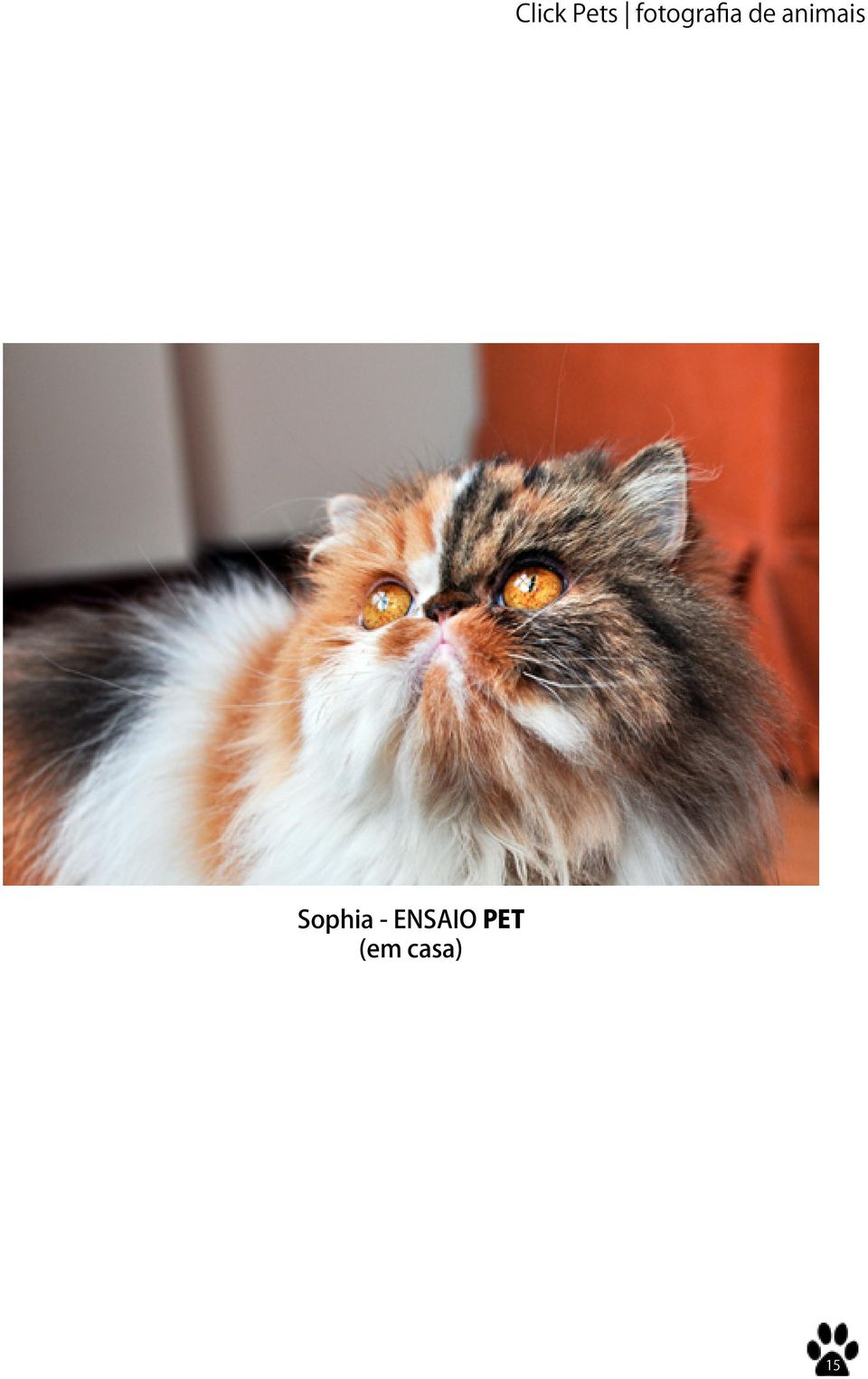 animais Sophia -