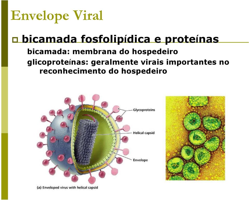 hospedeiro glicoproteínas: geralmente