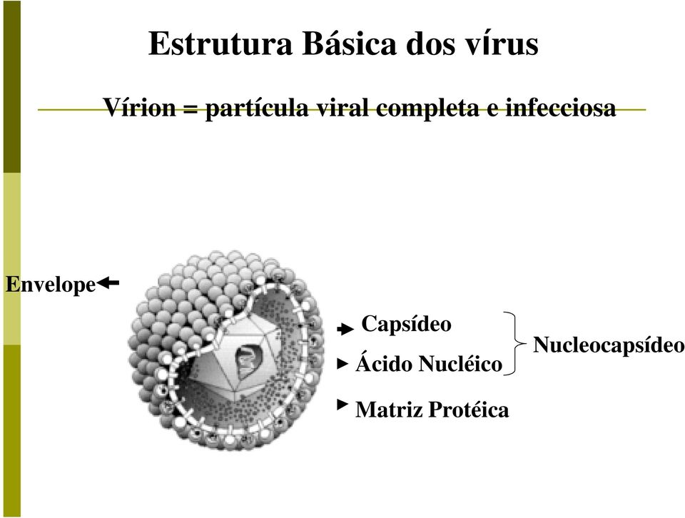 infecciosa Envelope Capsídeo Ácido