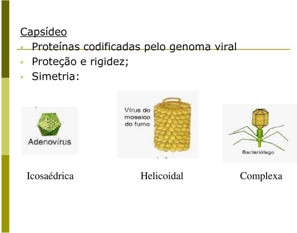 viral Proteção e rigidez;