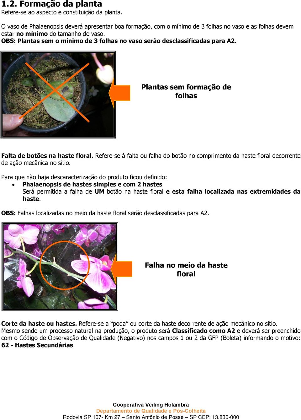 OBS: Plantas sem o mínimo de 3 folhas no vaso serão desclassificadas para A2. Plantas sem formação de folhas Falta de botões na haste floral.