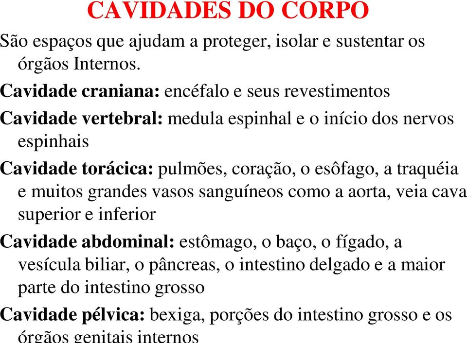 torácica: pulmões, coração, o esôfago, a traquéia e muitos grandes vasos sanguíneos como a aorta, veia cava superior e inferior