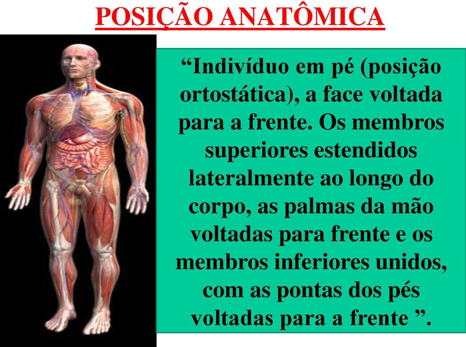 Os membros superiores estendidos lateralmente ao longo do corpo,