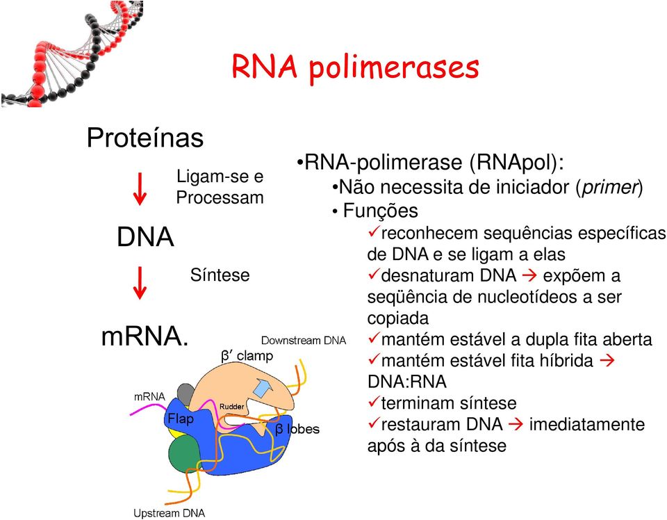 reconhecem sequências específicas de DNA e se ligam a elas desnaturam DNA expõem a seqüência de