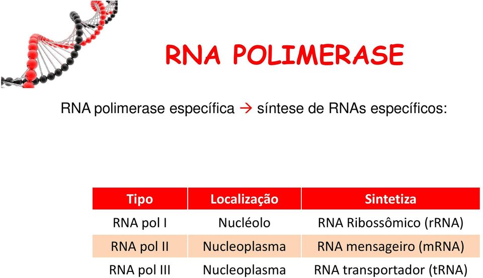 Nucléolo RNA Ribossômico(rRNA) RNA pol II Nucleoplasma