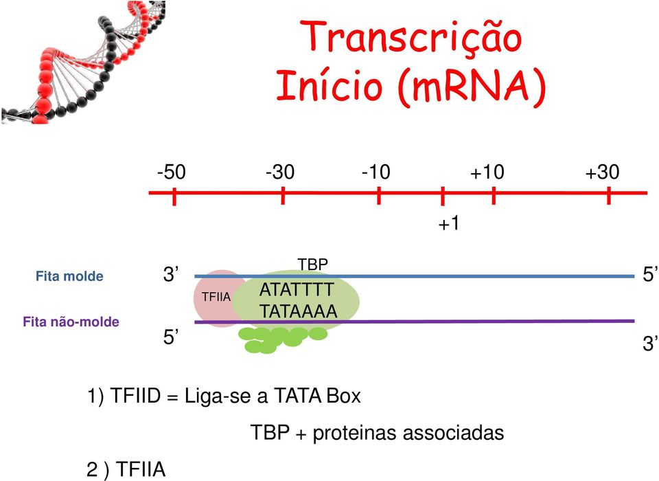 3 5 ATATTTT TATAAAA 5 3 1) TFIID = Liga-se