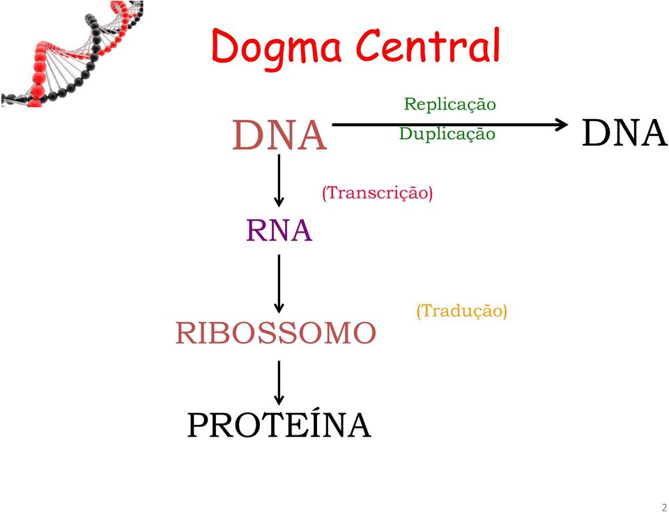 DNA RNA (Transcrição)