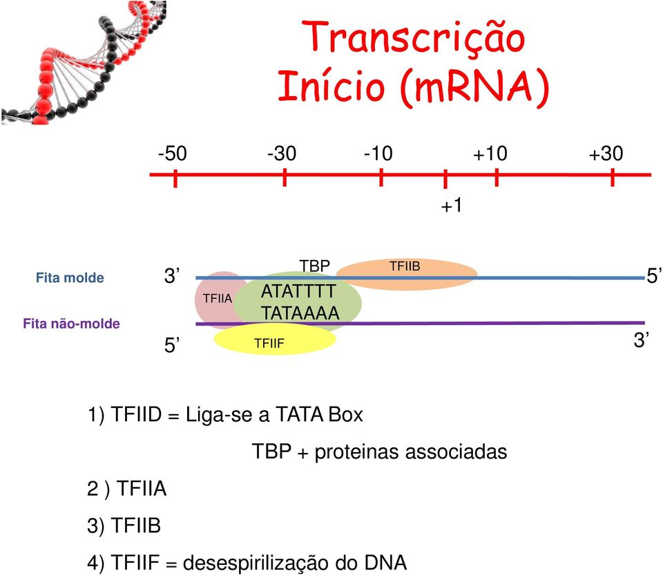 5 TFIIF 3 1) TFIID = Liga-se a TATA Box TBP + proteinas