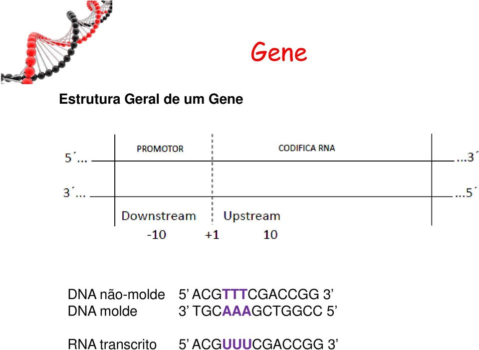 ACGTTTCGACCGG 3 DNA molde 3