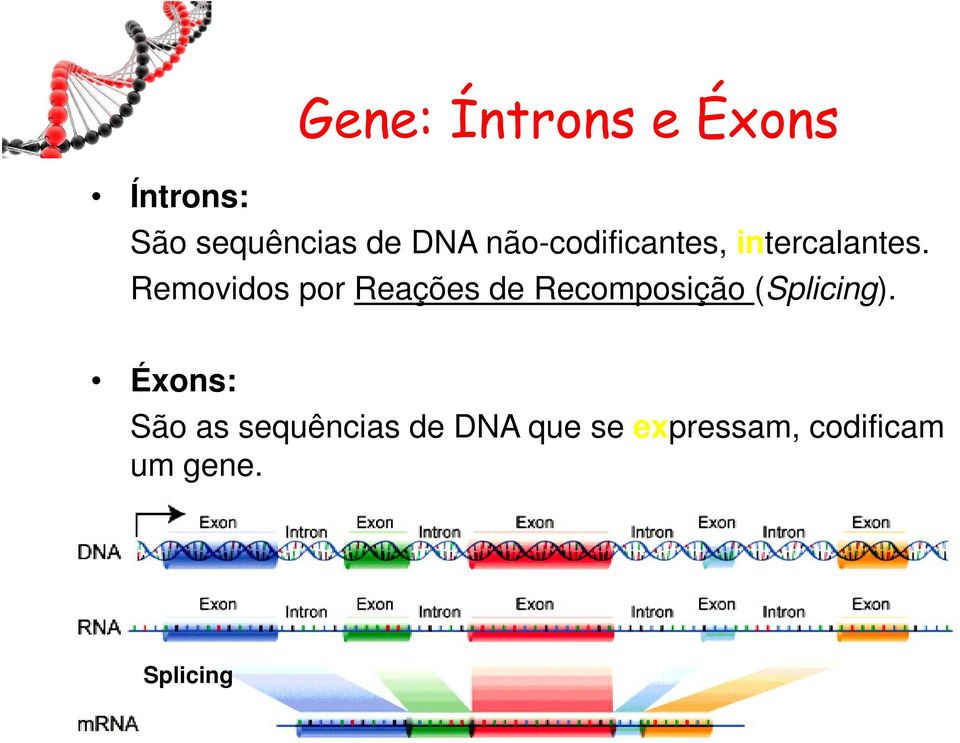 Removidos por Reações de Recomposição (Splicing).