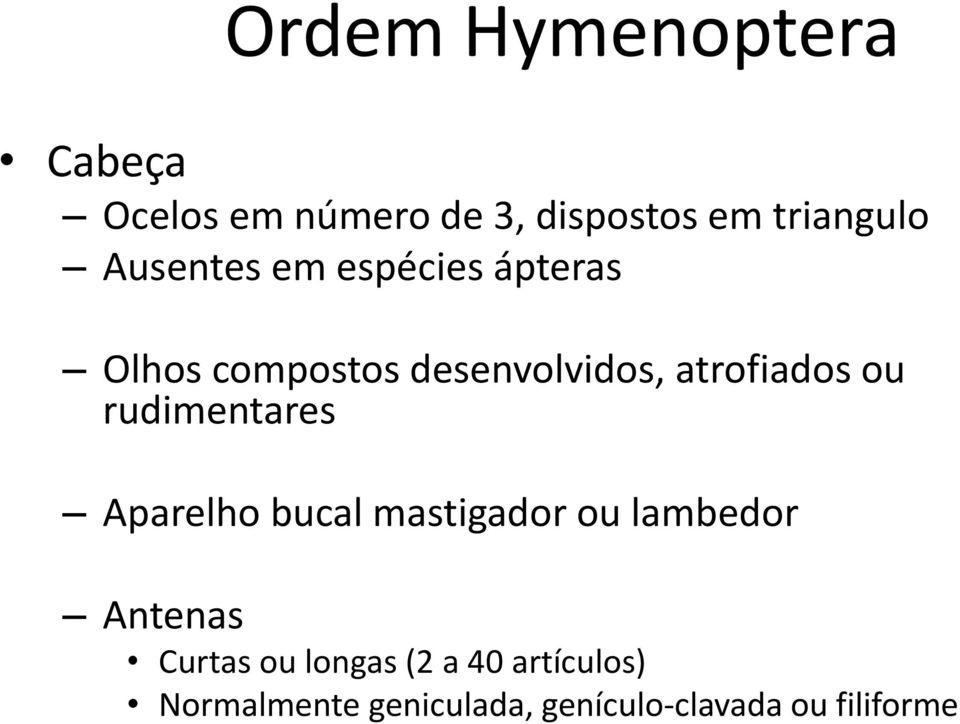 rudimentares Aparelho bucal mastigador ou lambedor Antenas Curtas ou