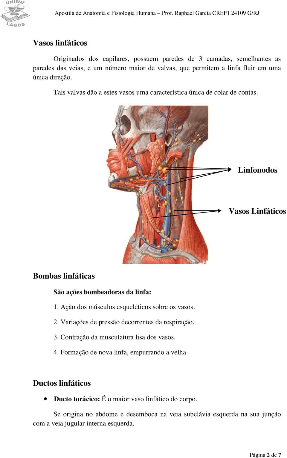 Ação dos músculos esqueléticos sobre os vasos. 2. Variações de pressão decorrentes da respiração. 3. Contração da musculatura lisa dos vasos. 4.