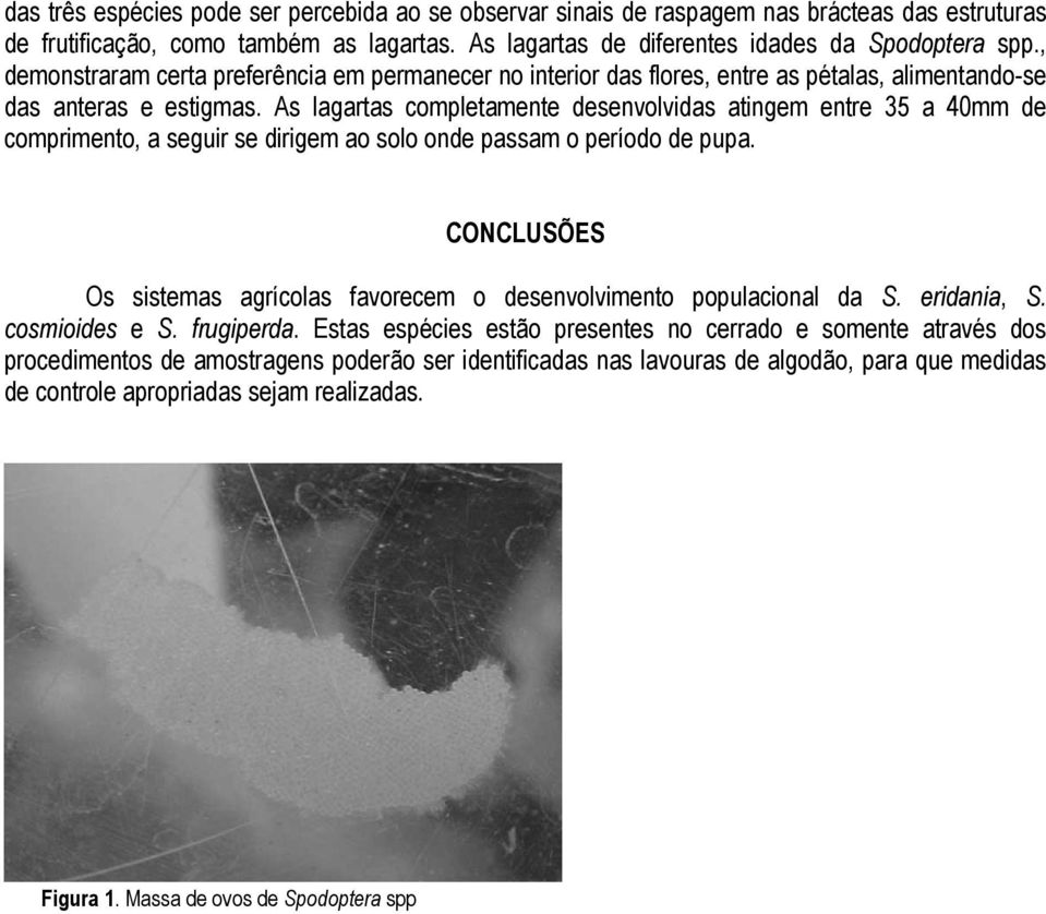 As lagartas completamente desenvolvidas atingem entre 35 a 40mm de comprimento, a seguir se dirigem ao solo onde passam o período de pupa.