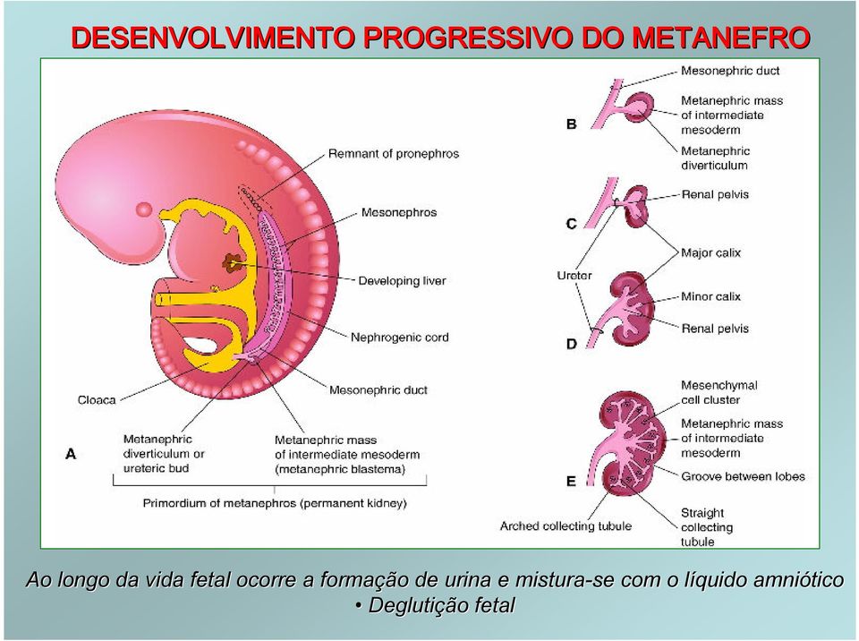 ocorre a formação de urina e