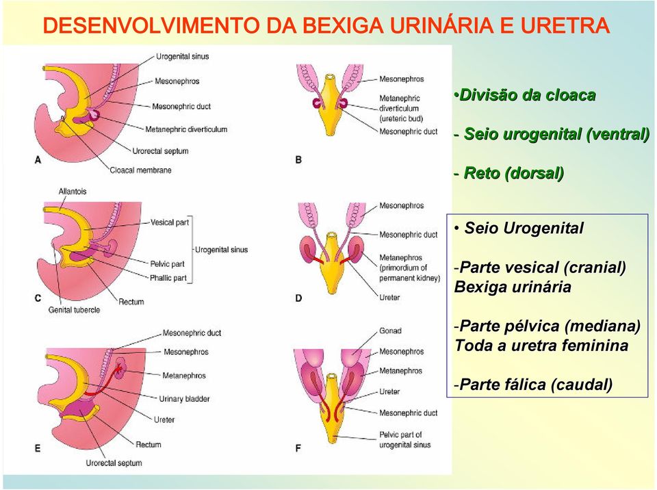 Urogenital -Parte vesical (cranial) Bexiga urinária ria