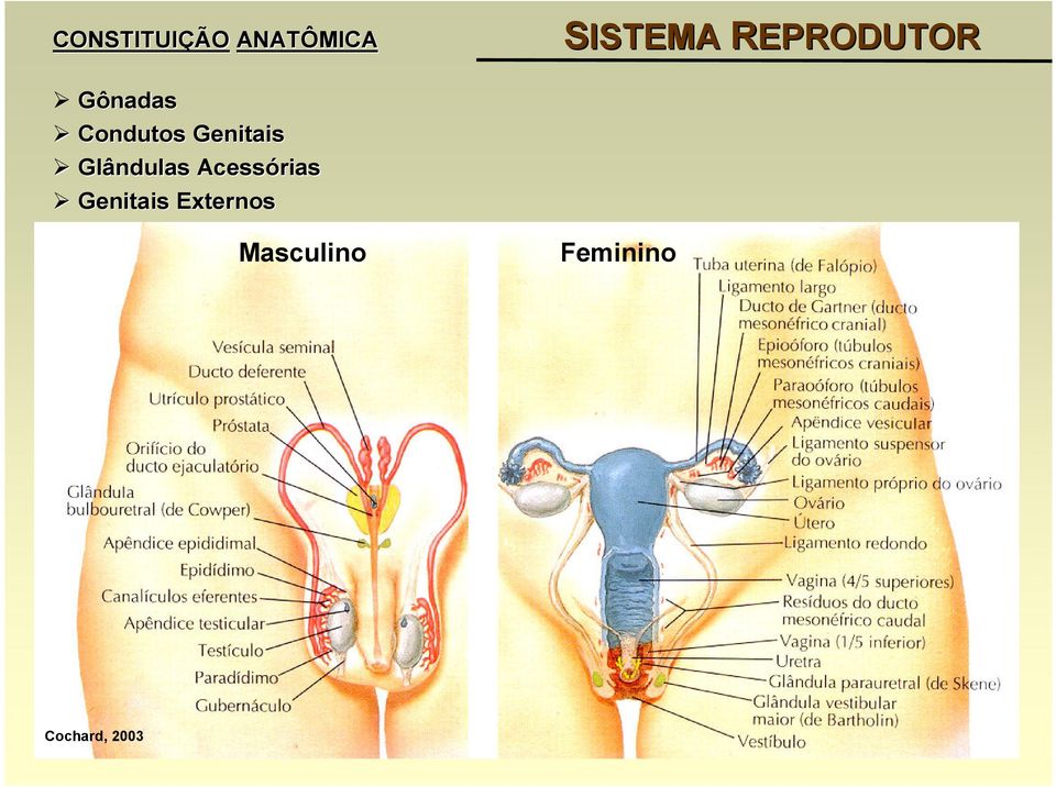 Genitais Glândulas Acessórias