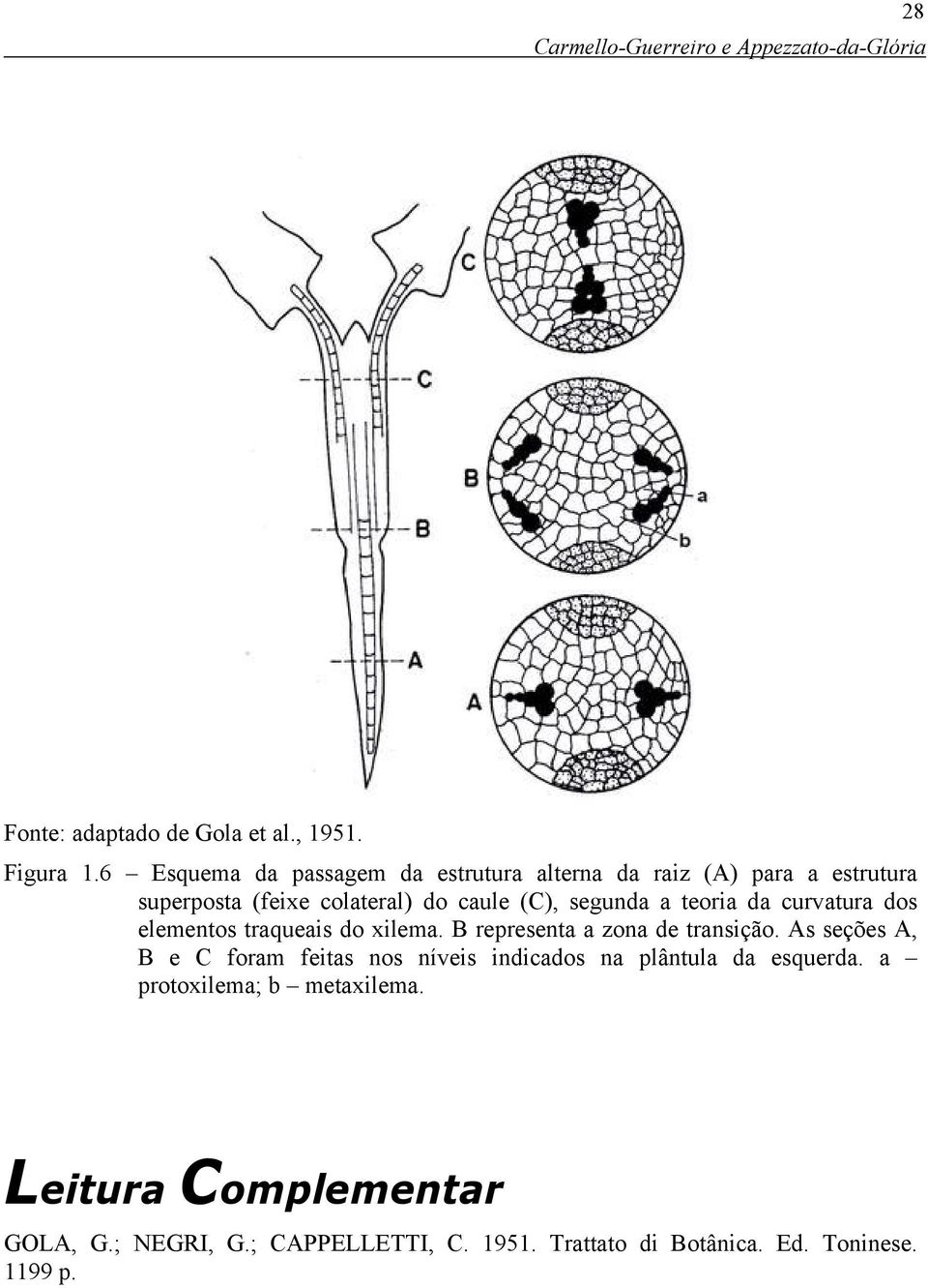 teoria da curvatura dos elementos traqueais do xilema. B representa a zona de transição.