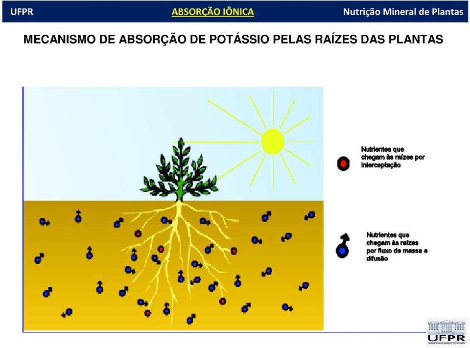 ABSORÇÃO DE