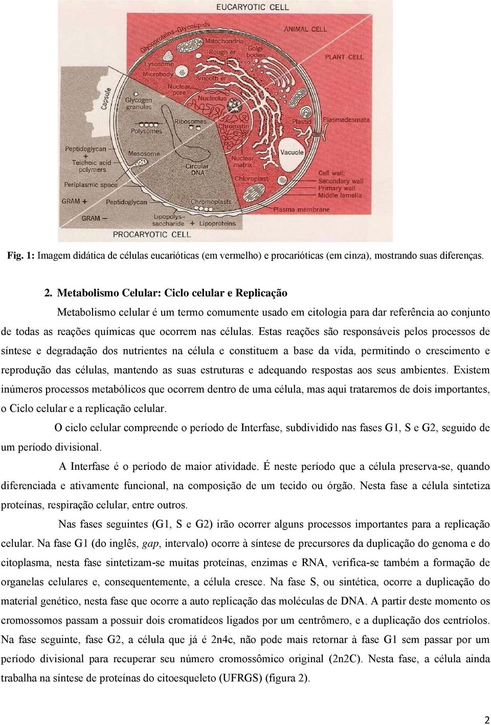 Estas reações são responsáveis pelos processos de síntese e degradação dos nutrientes na célula e constituem a base da vida, permitindo o crescimento e reprodução das células, mantendo as suas